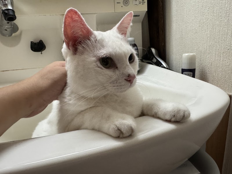 キャットプロ株式会社の写真 3