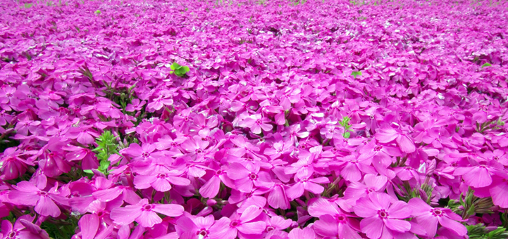 さいたま県民探偵興信所のイメージ