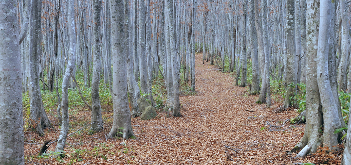 あおもり県民探偵興信所のイメージ