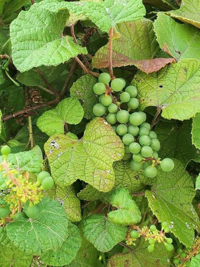 テイタン群馬の写真 4